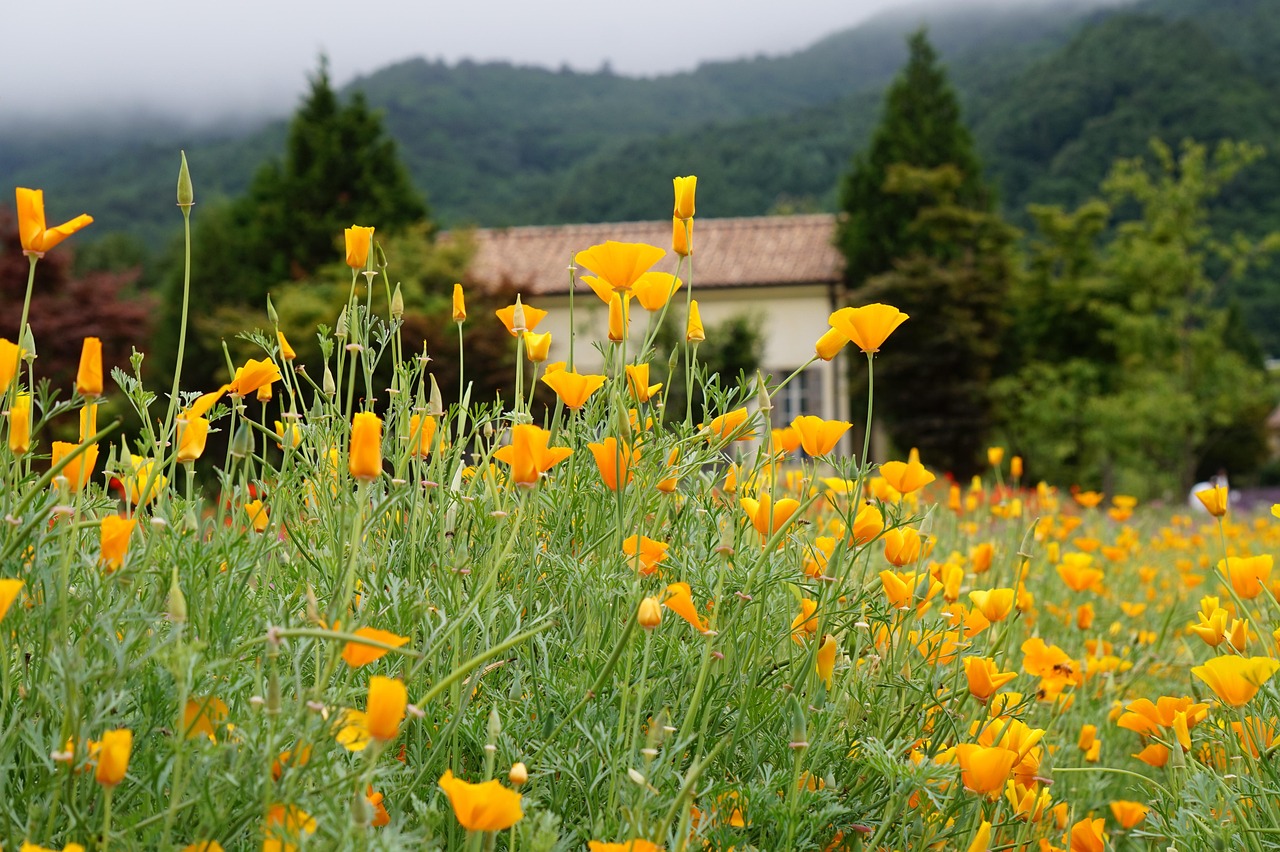 爱喜锦鲤爆珠：医用模型购买平台